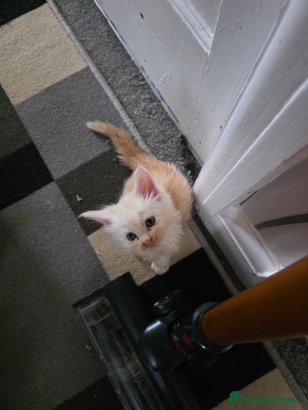 Maine Coon cats for sale: STUNNING MAINE COON KITTENS  - Image 8