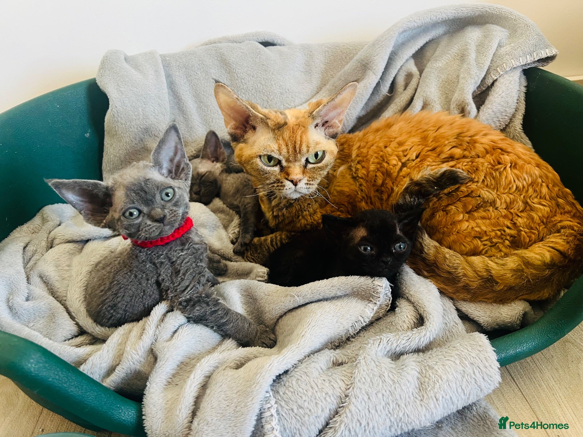 Devon Rex cats 🐾READY TO GO  Devon Rex Kittens for Sale - Advert 13