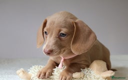 Miniature Dachshund dogs for sale: 🌟5StarsLicense+Holistic+KC+VetCheck+PRAClear - Image 33