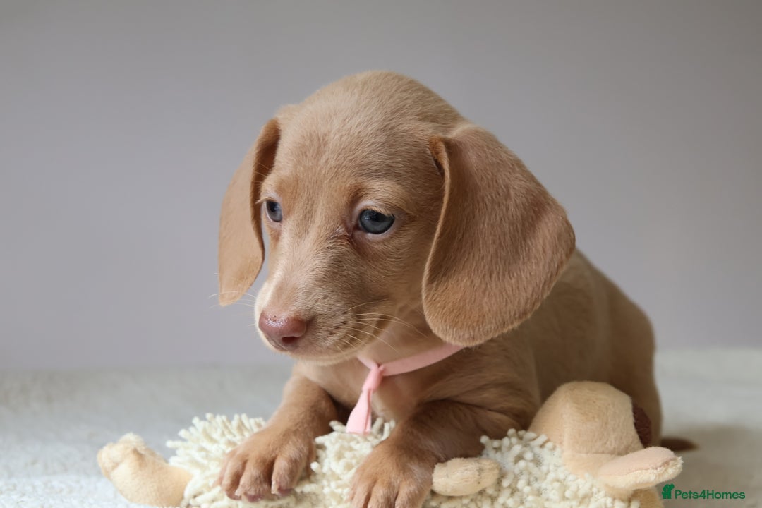 Miniature Dachshund dogs for sale: 🌟5StarsLicense+Holistic+KC+VetCheck+PRAClear - Image 33