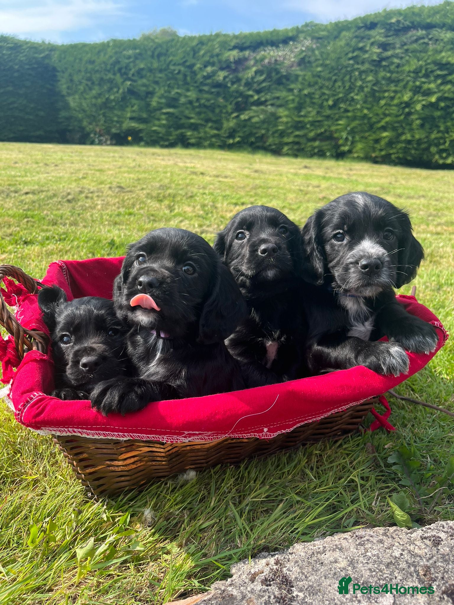 Cocker Spaniel dogs Extremely Well Bred Working Cocker Pups - Advert 2