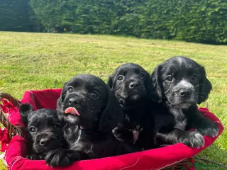 Cocker Spaniel dogs Extremely Well Bred Working Cocker Pups - Advert 4