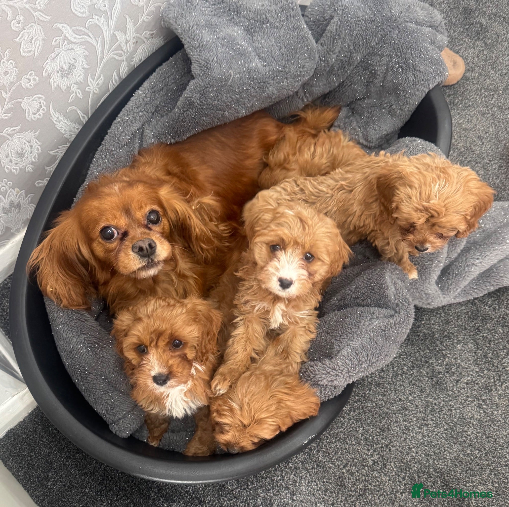 Cavapoo dogs Gorgeous F1 Cavapoo Pups Ready for Loving Homes 🐾 - Advert 2