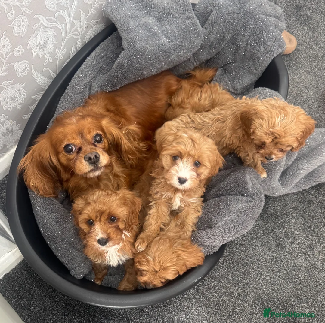 Cavapoo dogs for sale: Gorgeous F1 Cavapoo Pups Ready for Loving Homes 🐾 - Advert 1