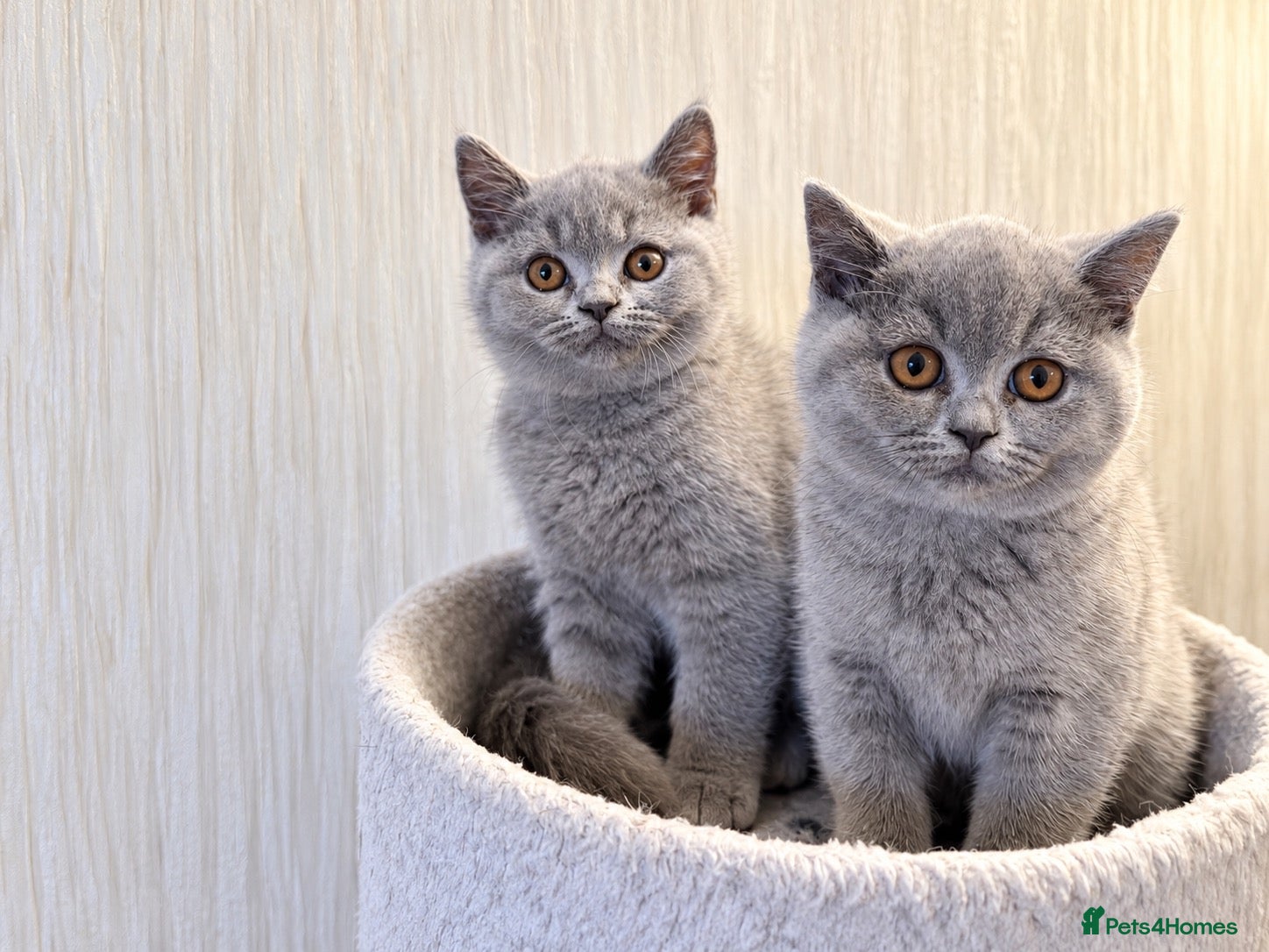 British Shorthair cats Two BSH Girls Available GCCF Active - Advert 1