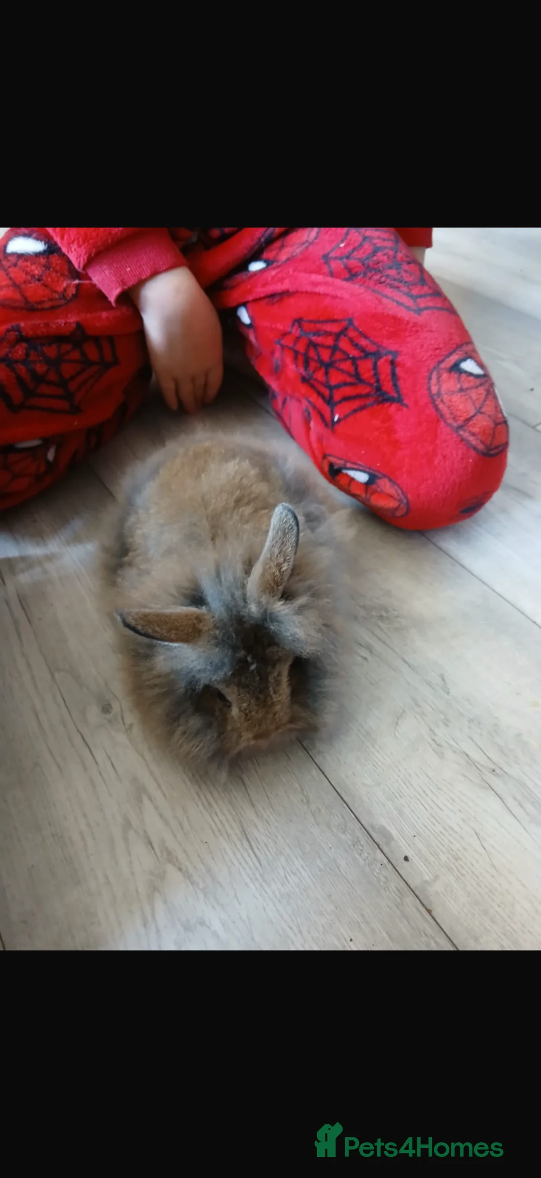 Mini Lion Lop rabbits for sale: 4 bonded mini lion lops  - Advert 2