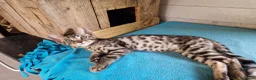 Mixed Breed cats for sale: Beautiful 3/4 Bengal, 1/4 Siamese kittens  - Advert 17