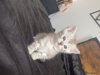 Scottish Fold cats - Advert 16