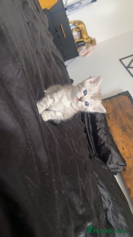 Scottish Fold cats - Advert 13