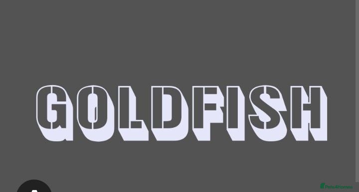 Pond Fish fish Pond Gold Fish & Filtration equipment  - Advert 6