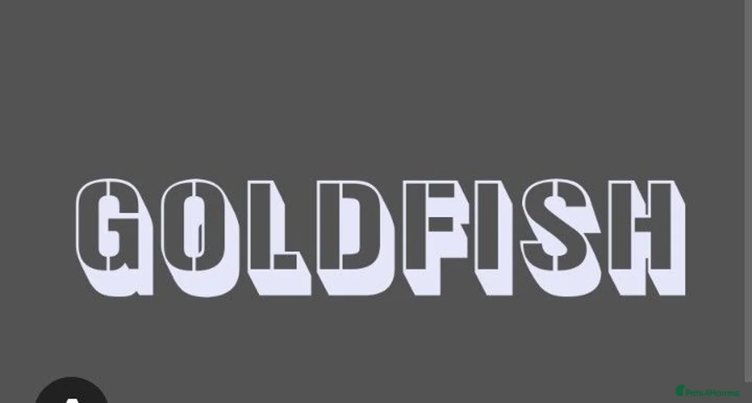 Pond Fish fish for sale: Pond Gold Fish & Filtration equipment  in Kidderminster - Advert 1