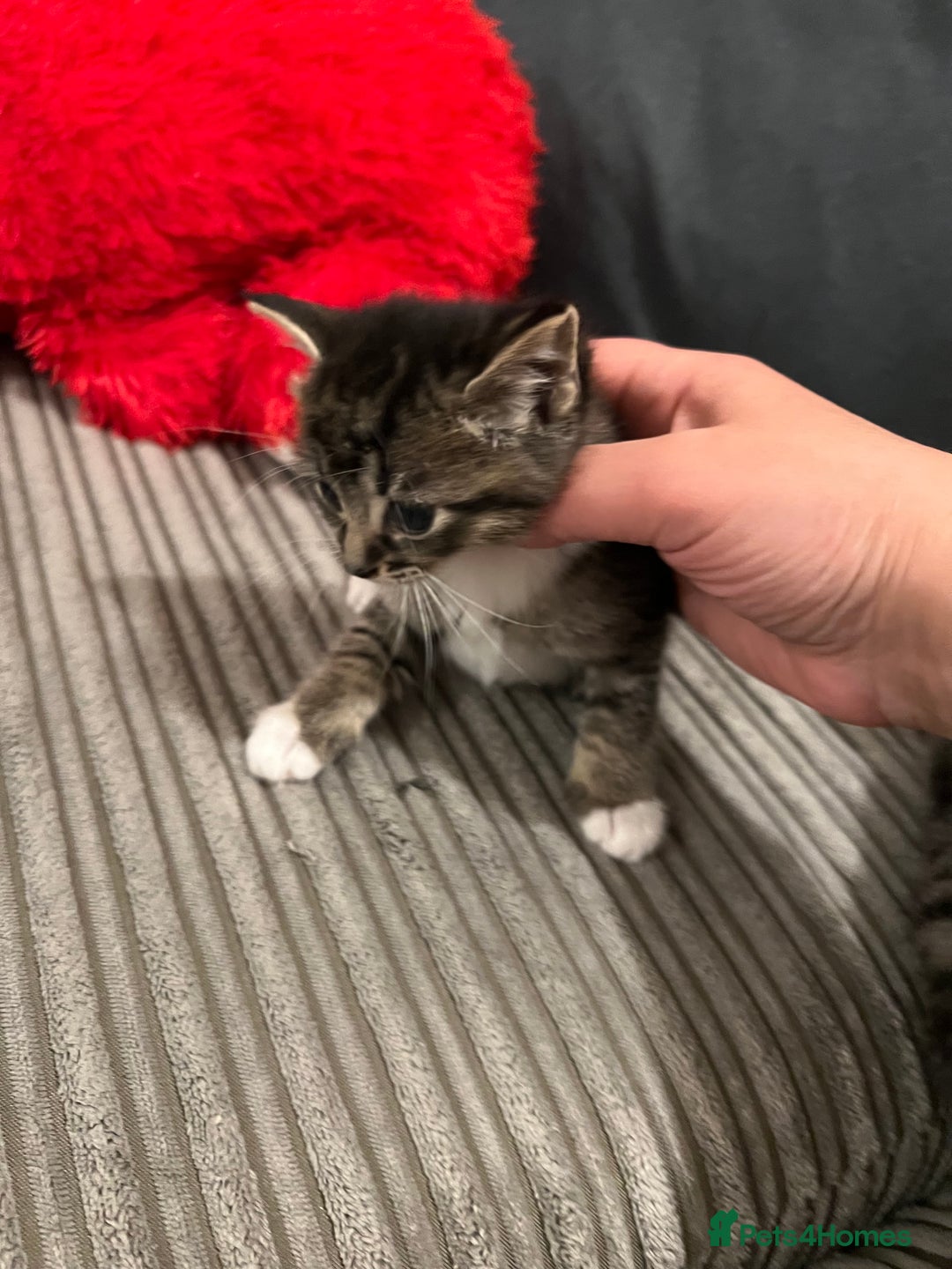 Domestic Shorthair cats for sale: Ekaterine  - Image 9