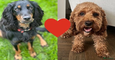 Cockapoo dogs •F1B Cockapoo Pups - Black & Tan - Ready 19th Dec• - Advert 9