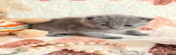 British Shorthair cats for sale:  ** 🎅BritishShorthair kittens GCCF, Full vaccin.  in Mexborough - Advert 10