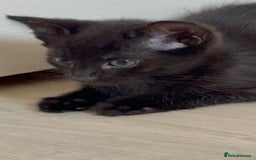 British Shorthair cats for sale: ALL BLACK FEMALE SHORTHAIR KITTEN - Image 3
