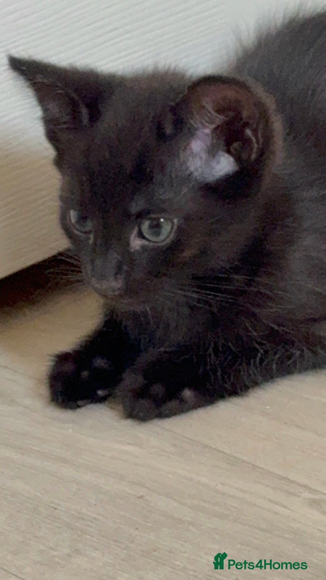 British Shorthair cats for sale: ALL BLACK FEMALE SHORTHAIR KITTEN - Image 3