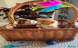 Persian cats for sale: Half Persian 2 Boys  - Image 8