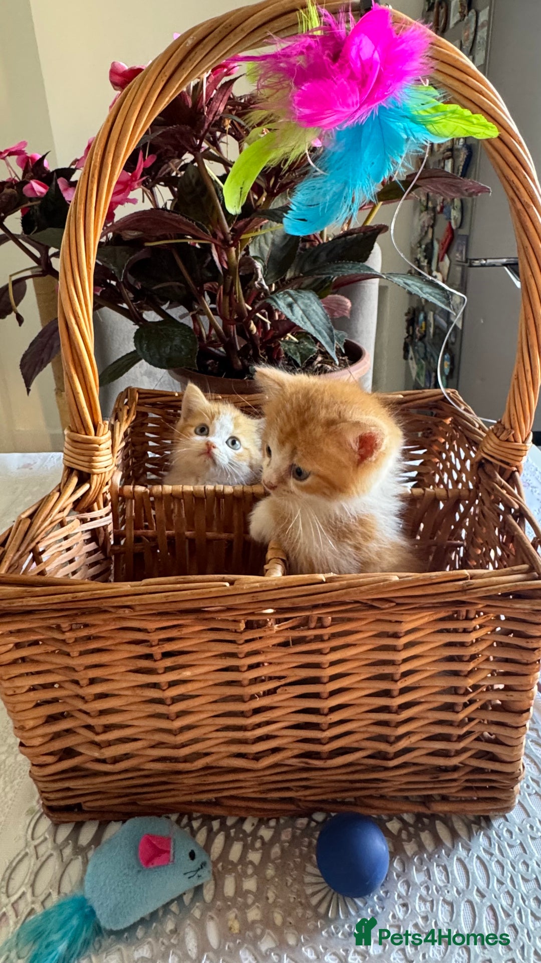 Persian cats for sale: Half Persian 2 Boys  - Image 8