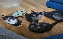 Mixed Breed cats for sale: 3 beautiful kittens for sale - Image 3