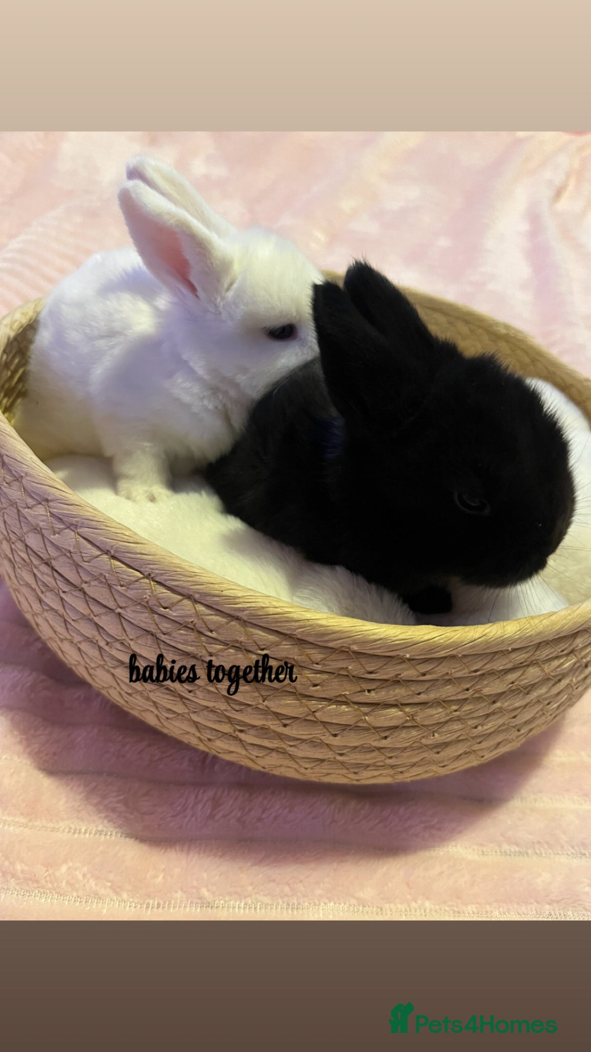 Mini Lop rabbits baby bunnies looking for a forever home🤍 - Advert 1