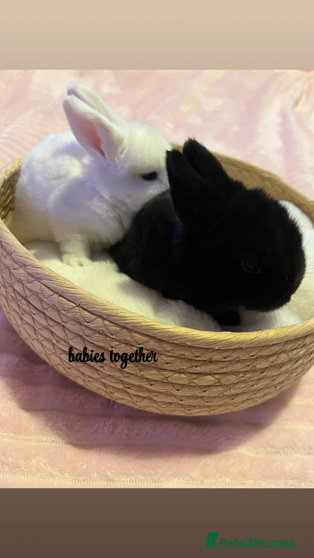 Mini Lop rabbits for sale: baby bunnies looking for a forever home🤍 - Advert 1