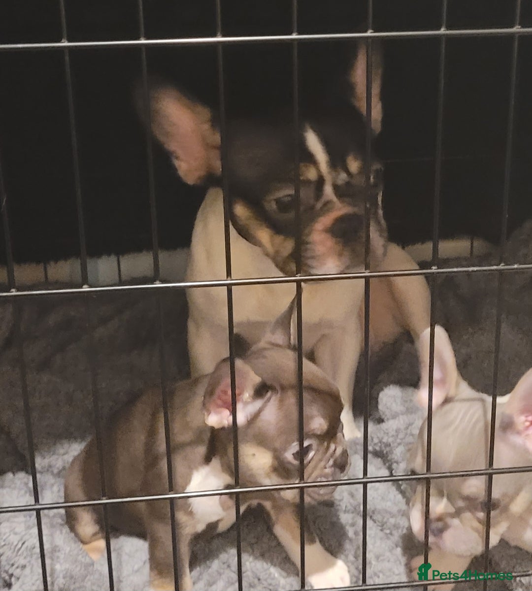 French Bulldog dogs for sale: 2 female French bulldogs - Advert 5