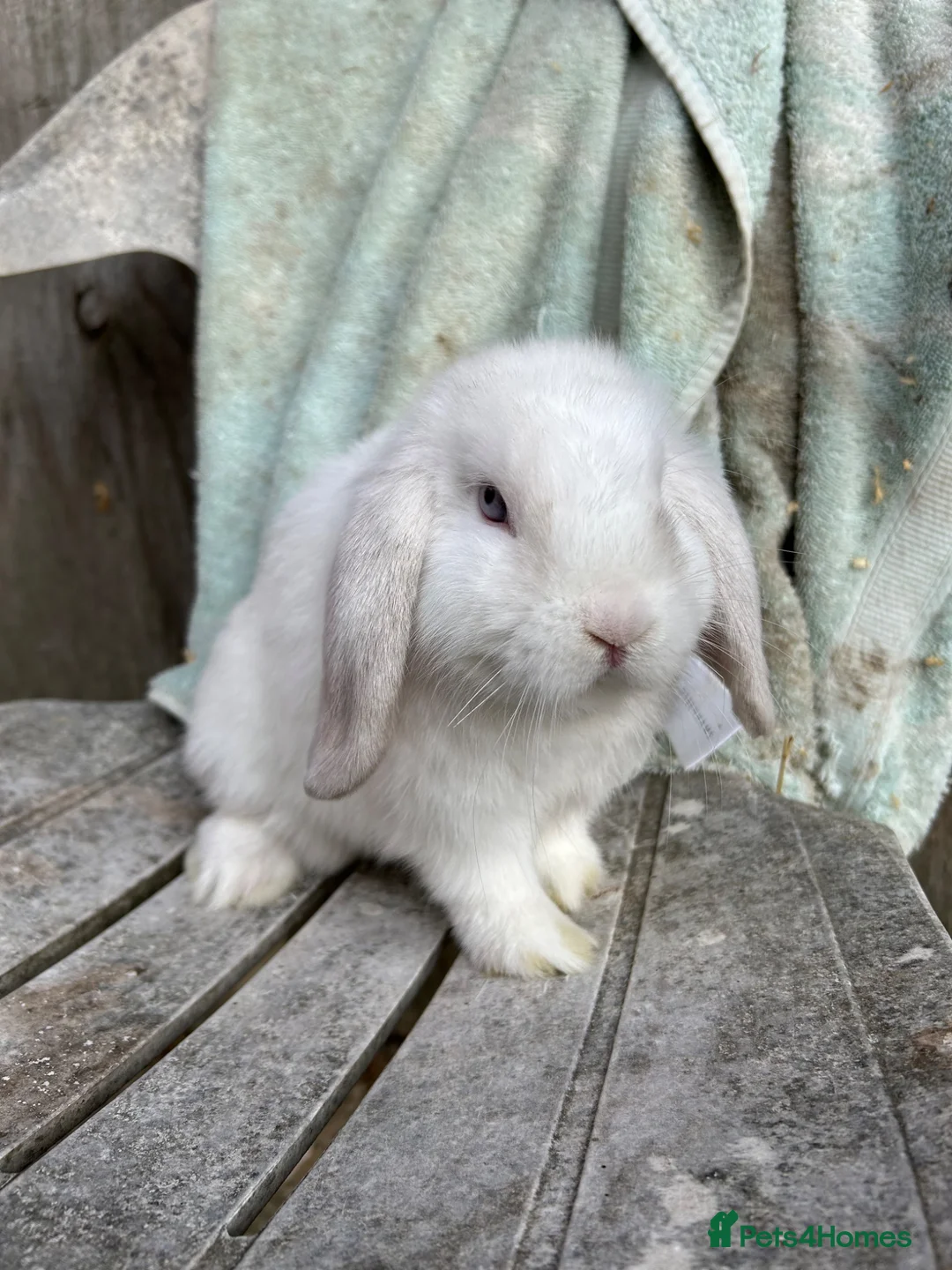 Mini Lop rabbits for sale: Blue eyed magpie buck - Advert 2