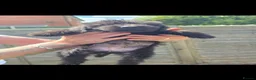 Lurcher dogs for sale: Deerhound Greyhound Collie/Bedlington  - Advert 12