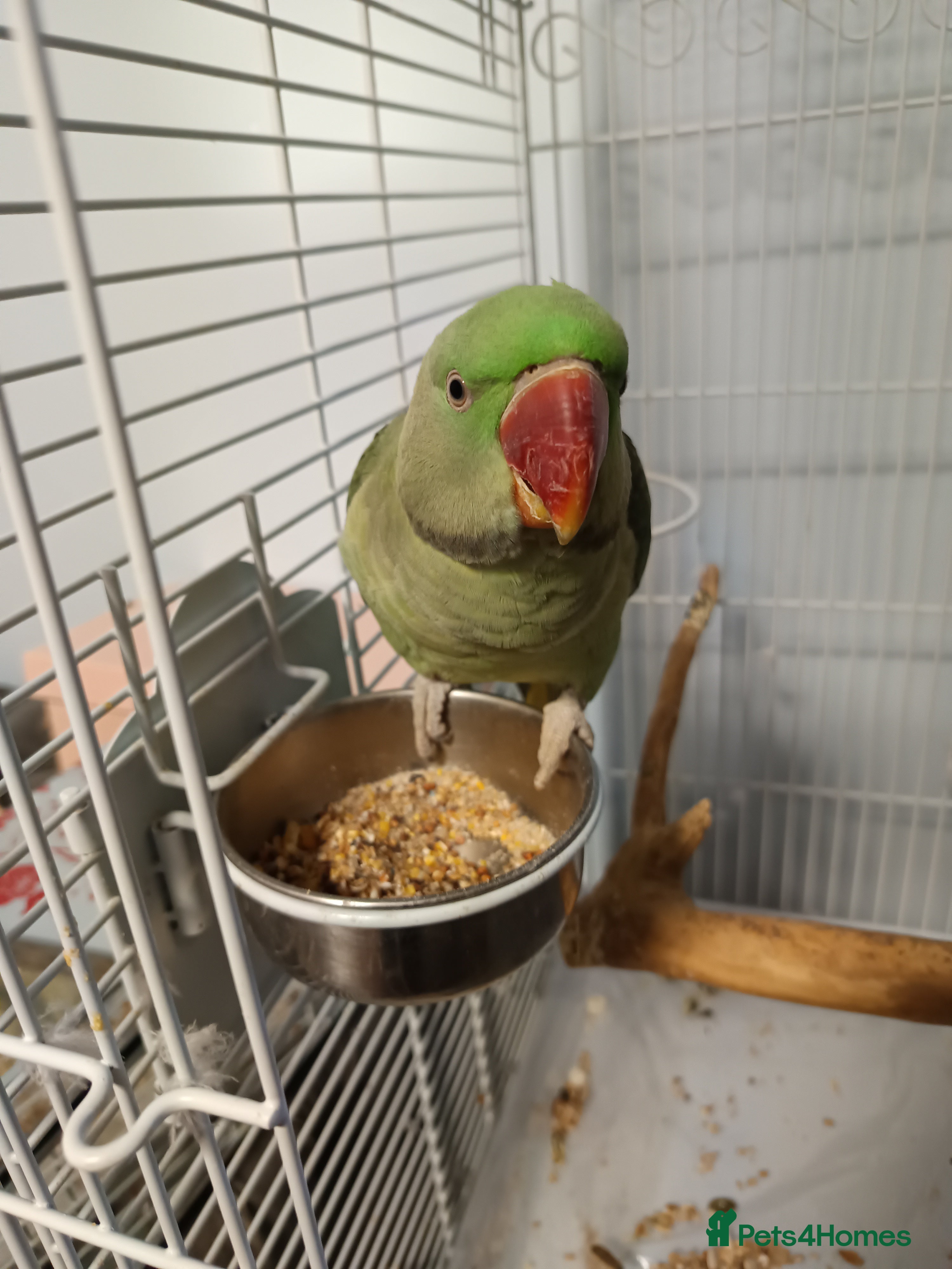 Parakeets birds Alexandrine Parakeet Baby - Advert 6