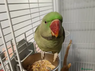 Parakeets birds Alexandrine Parakeet Baby - Advert 5