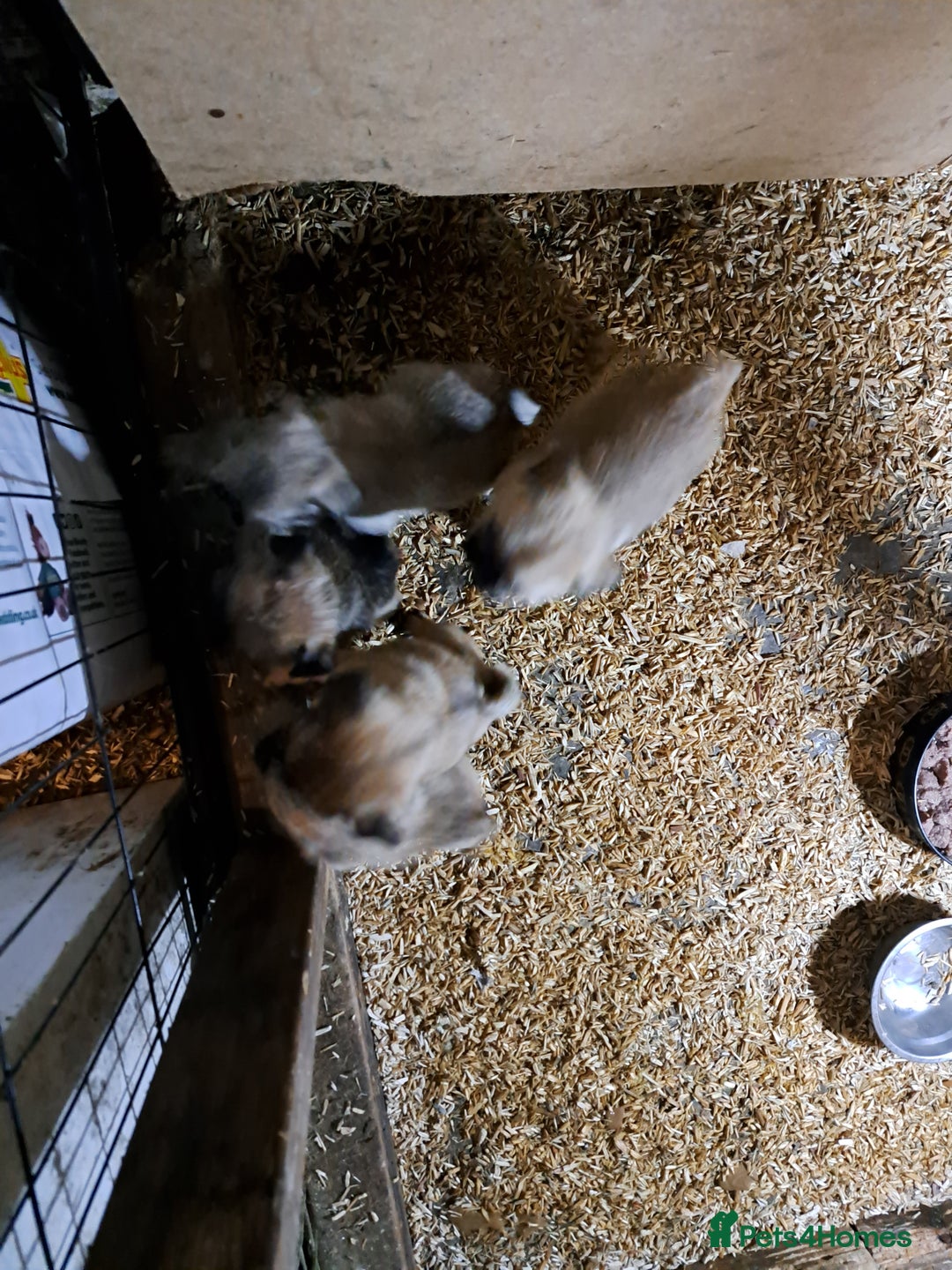 Mixed Breed dogs for sale: Perfect litter of pug cross shih-tzu  - Advert 11