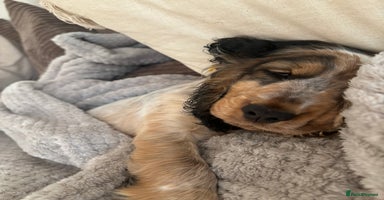 Cocker Spaniel dogs - Advert 12