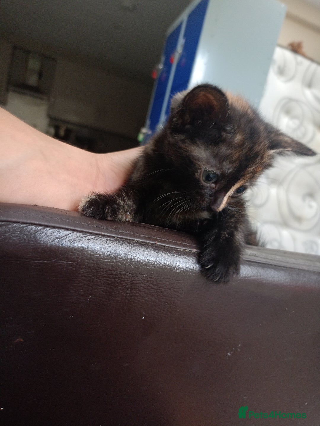 British Shorthair cats for sale: Shosho - Image 4
