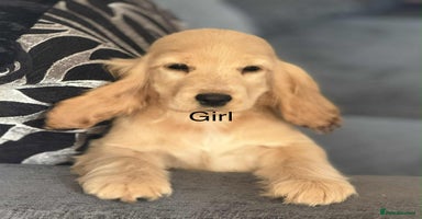Cocker Spaniel dogs - Advert 5