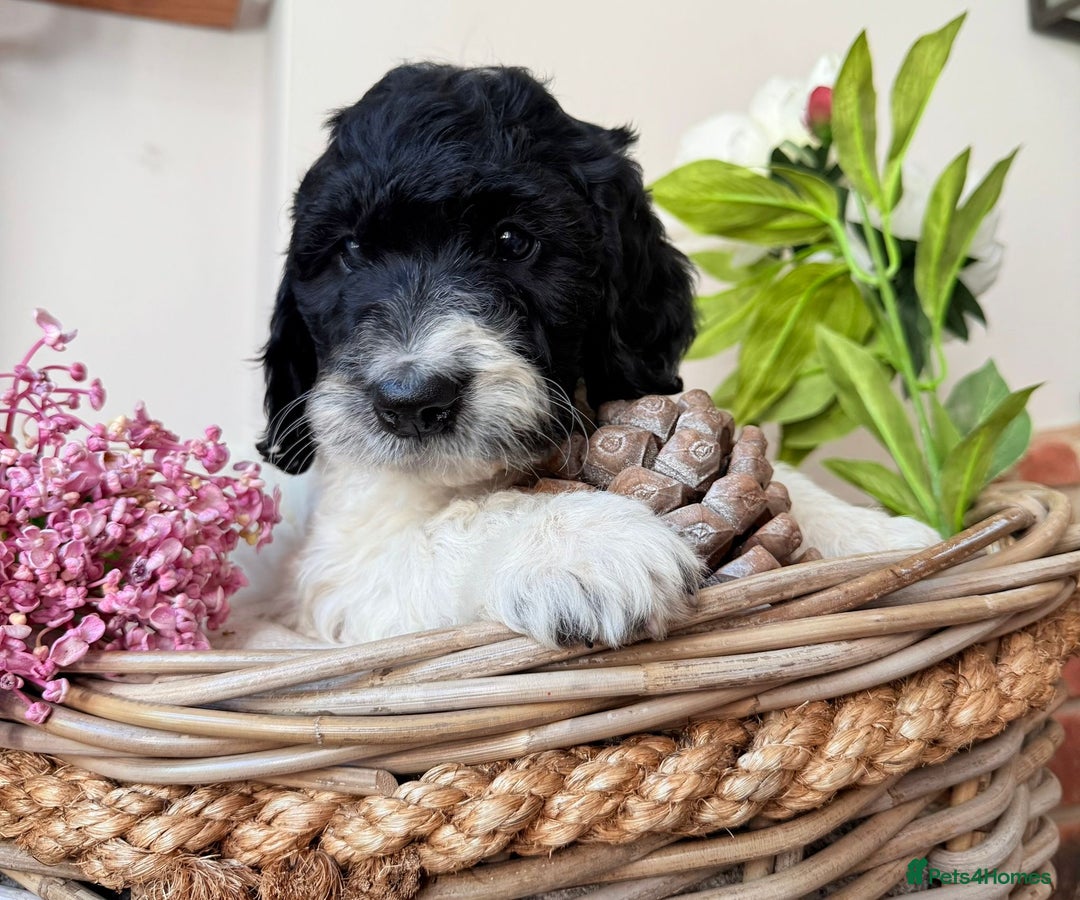 Cockapoo dogs for sale:  cockapoo puppies **READY GO GO** - Image 26