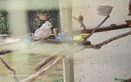 Cockatiels birds for sale: White faced cockatiels  - Image 3