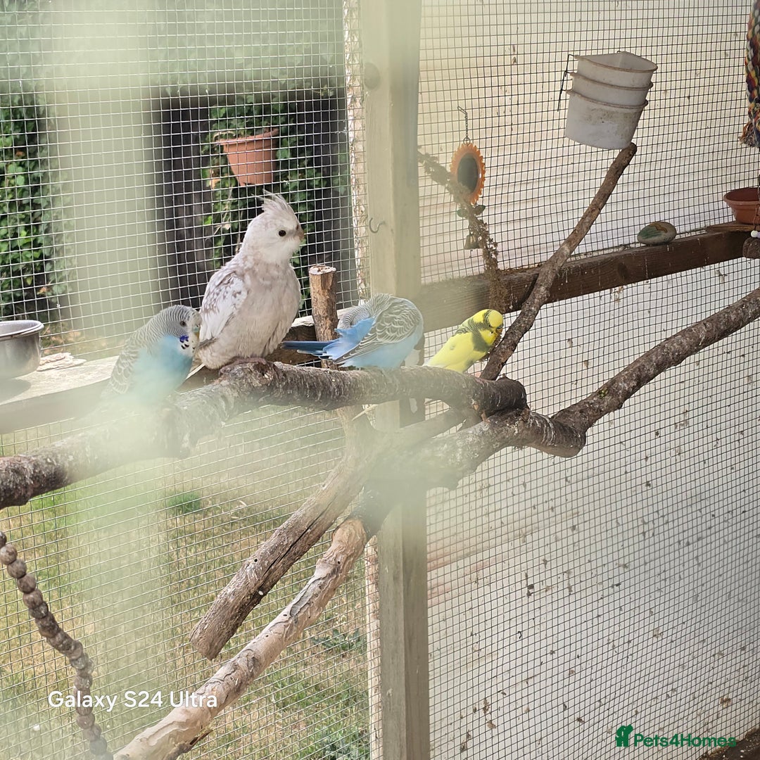 Cockatiels birds for sale: White faced cockatiels  - Image 3