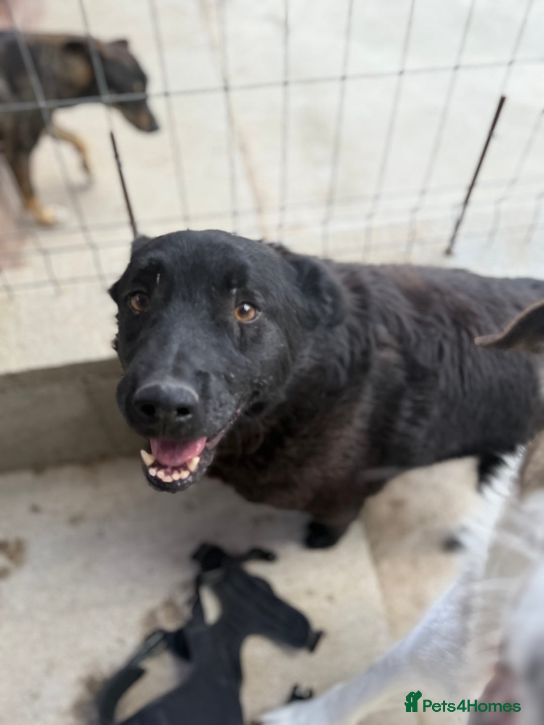 Mixed Breed dogs for adoption: Dragos 💙 - Advert 3