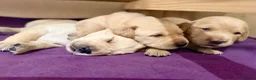 Labradoodle dogs for sale: Fb1 labradoodle puppies  - Advert 6
