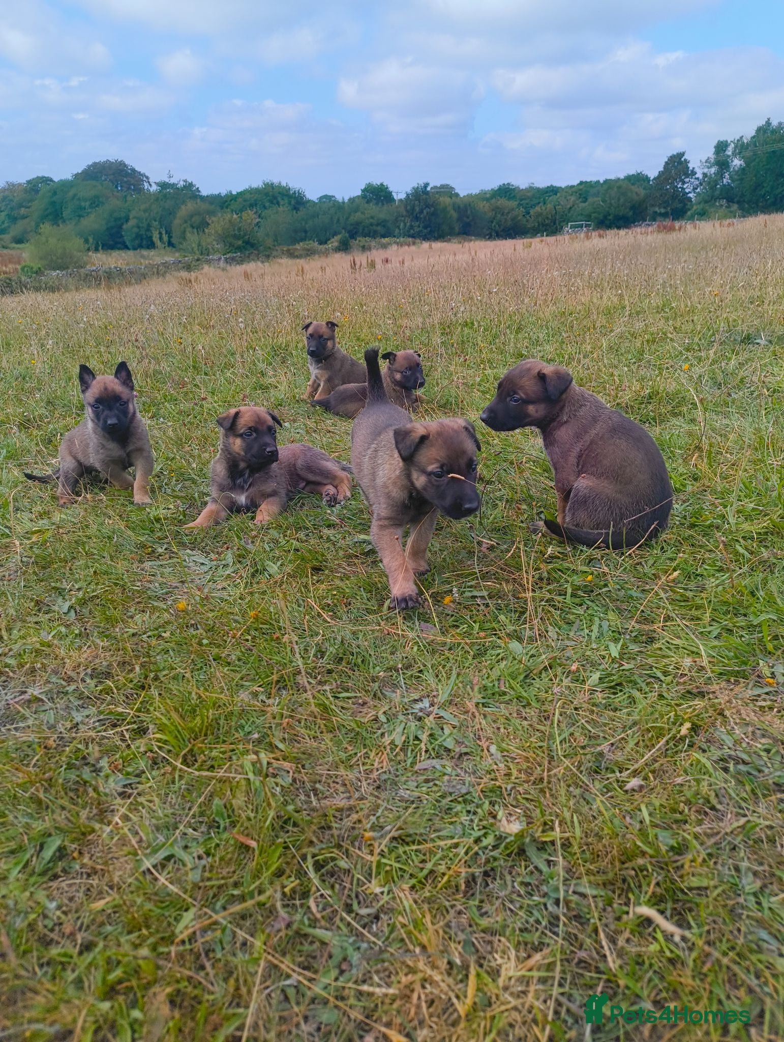 Belgian Shepherd Dog dogs KC registered Malinois puppies - Advert 12