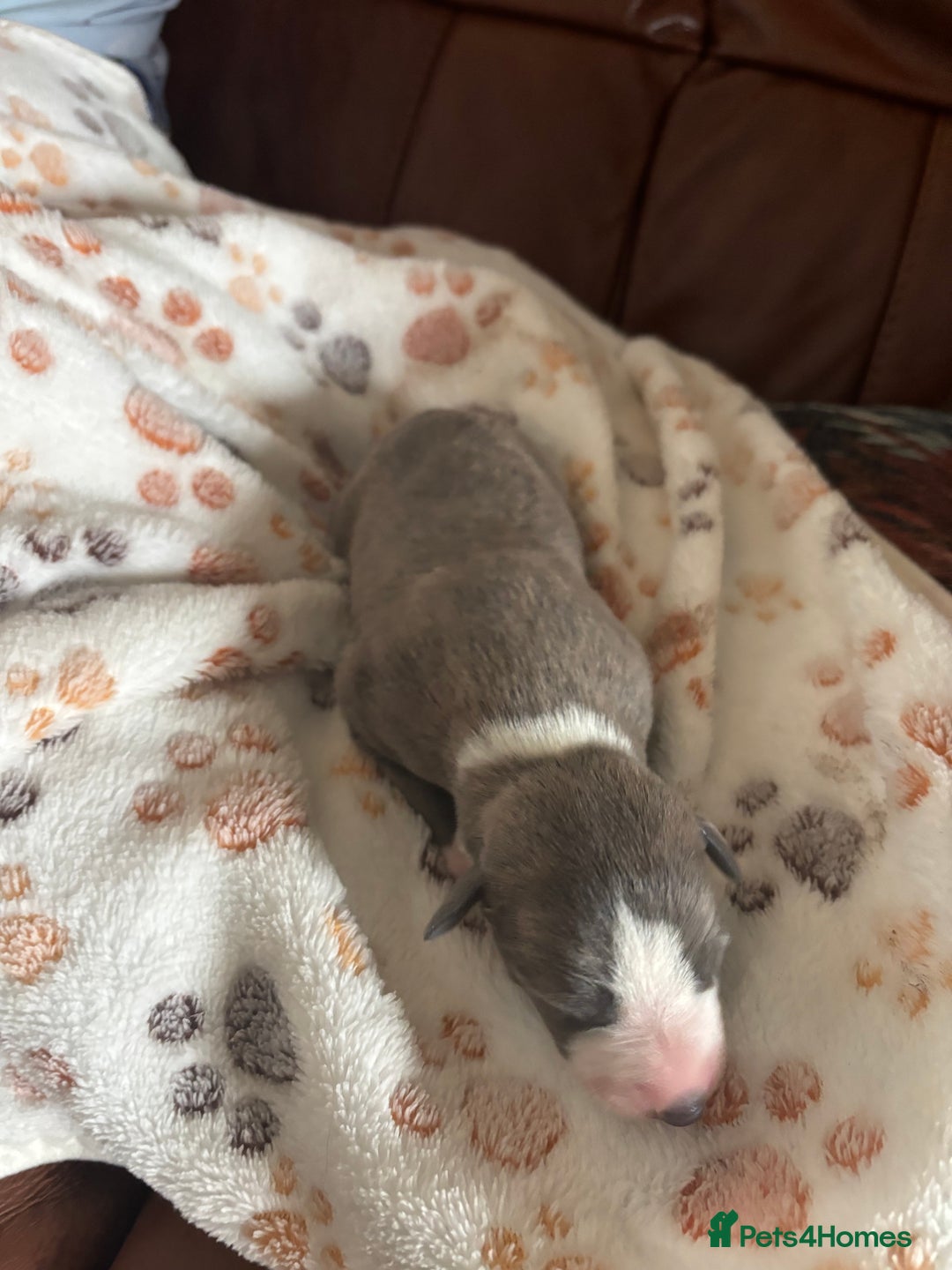 Whippet dogs for sale: Beautiful Blue Girl Whippet pup LAST ONE - Advert 17