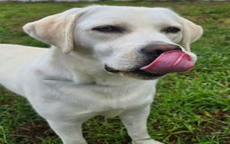 Labrador Retriever dogs for sale: Beautiful and Friendly 1 Year Old Bitch Labrador  - Image 2