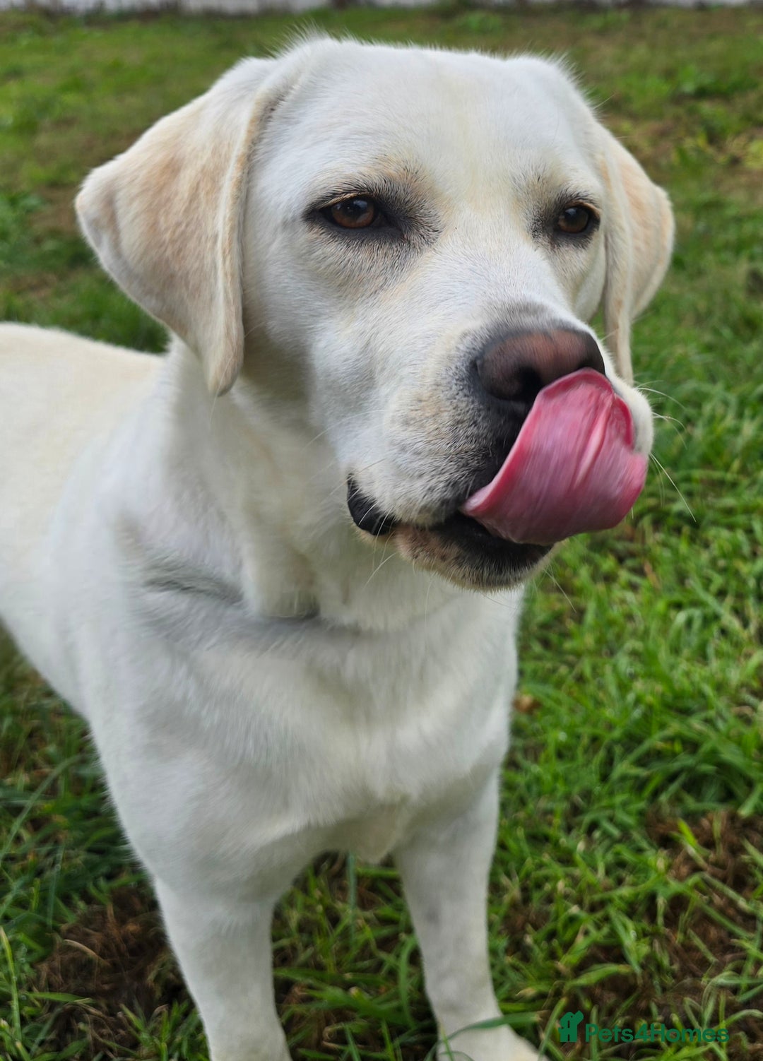 Labrador Retriever dogs for sale: Beautiful and Friendly 1 Year Old Bitch Labrador  - Image 2