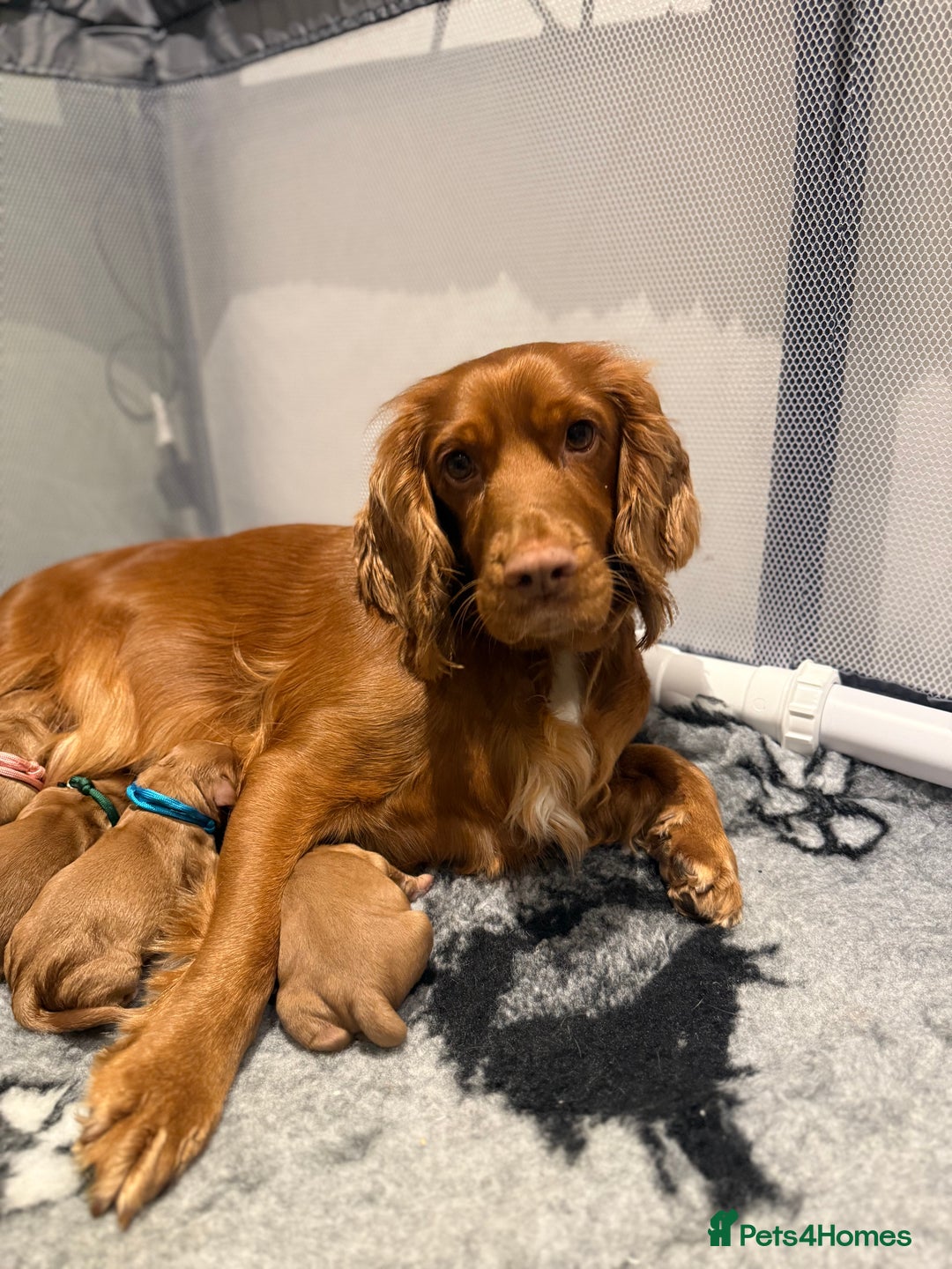 Cocker Spaniel dogs for sale: cocker spaniel puppy's - Advert 1