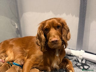 Cocker Spaniel dogs cocker spaniel puppy's - Advert 1