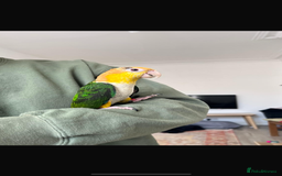Parrots birds for sale: Tame Baby White-bellied Caique Parrot  - Image 2