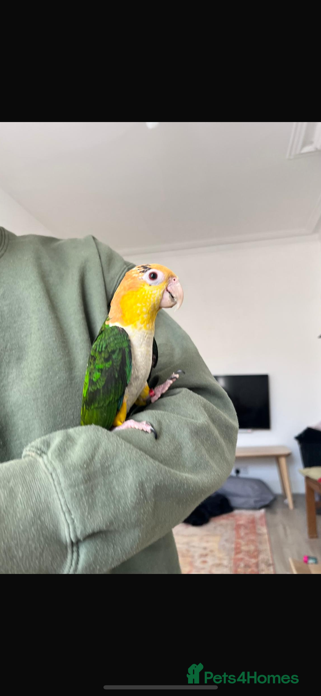 Parrots birds for sale: Tame Baby White-bellied Caique Parrot  - Image 2