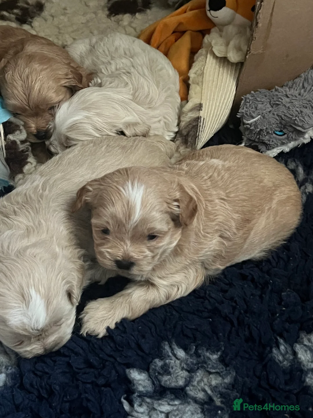 Shihpoo dogs for sale: Stunning Shih poo puppies  - Advert 7