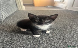 Mixed Breed cats for sale: 2 adorable female kittens! - Image 1