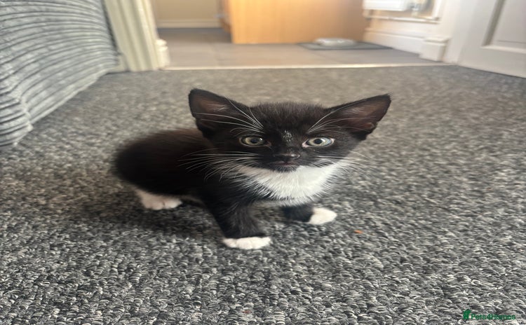 Mixed Breed cats - Advert 5